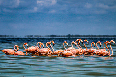 Flock of birds in sea