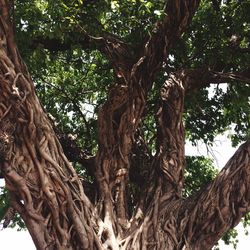 Low angle view of tree in forest