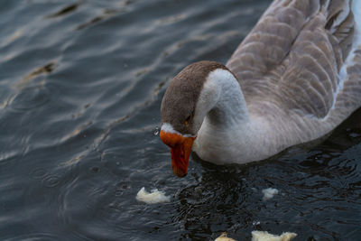 High angle view of swan swimming in lake