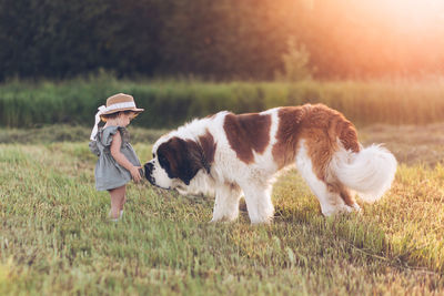 A little girl stands next to a st. bernard.