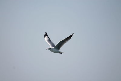 Low angle view of seagulls flying