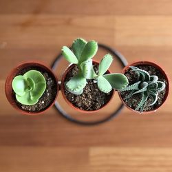 High angle view of succulent plant on table