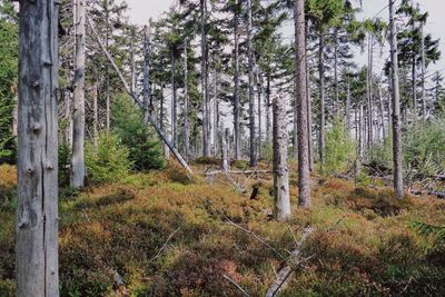 Trees in forest