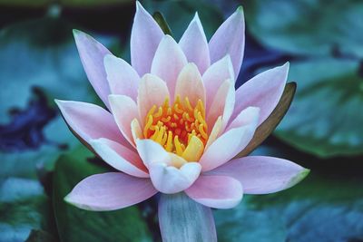 Close-up of lotus water lily