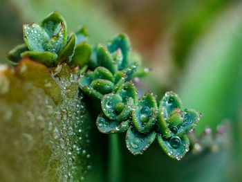 Close-up of succulent plant