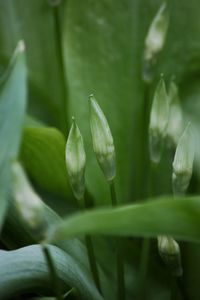 Close-up of plant