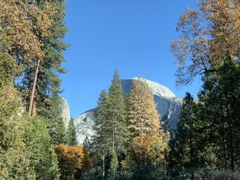 Low angle view of trees against sky