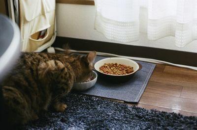 High angle view of cat on table at home