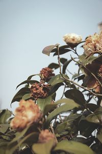 Close-up of flowers