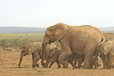 Elephant in a field