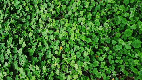 Full frame shot of green leaves