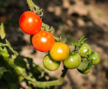 Close-up of tomatoes growing on tree