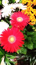 Close-up of red flowering plants