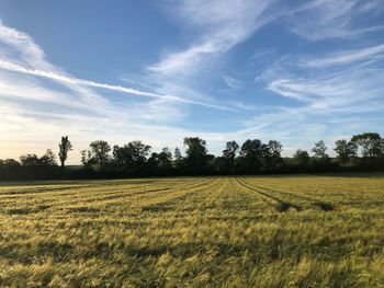 Scenic view of agricultural field against sky