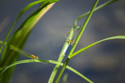 Close-up of insect on grass