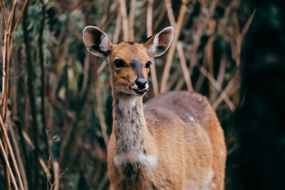 Close-up of an animal