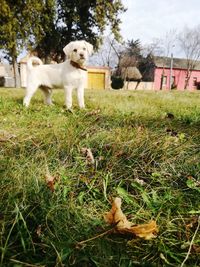 Portrait of dog on grass