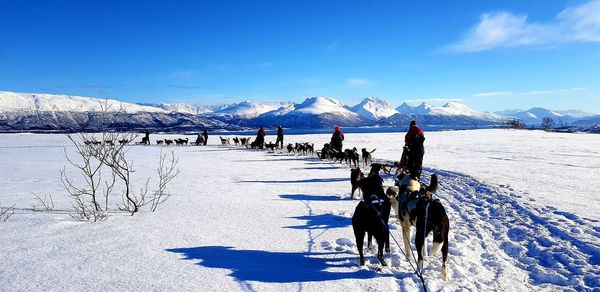 Horse on snow covered field against sky