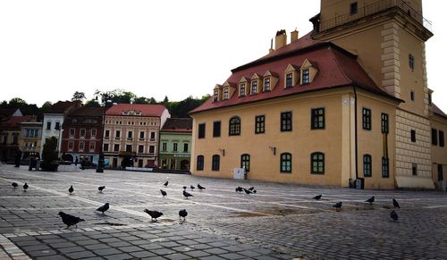 Flock of birds on street against buildings