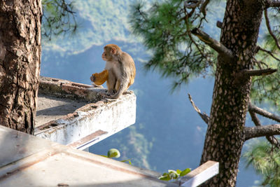 Low angle view of monkey sitting on tree trunk