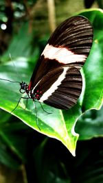 Close-up of butterfly perching on leaf