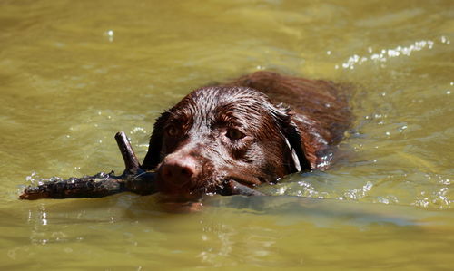 Close-up of dog with stick in water