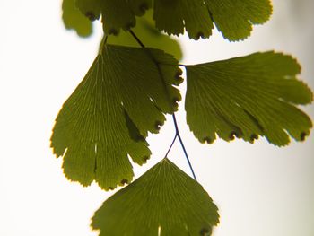 Close-up of leaves against clear sky