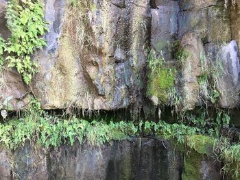 Moss growing on tree trunk