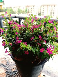 Close-up of pink flowering plants