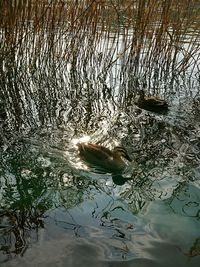 Bird swimming in lake