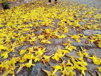 Close-up of yellow flowers on field during autumn