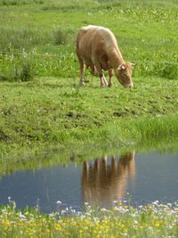 Grass grazing on field