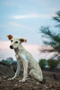 Portrait of dog standing on land