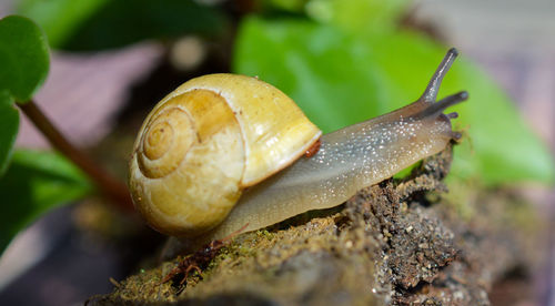 Snail Animal