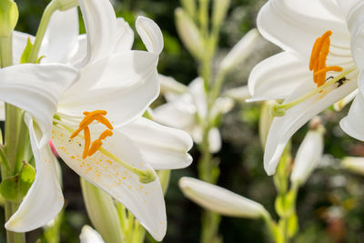 Close-up of white lily