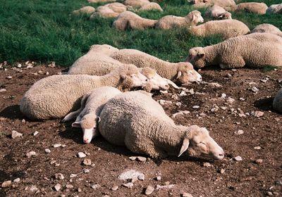 High angle view of sheep relaxing on land