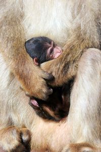Midsection of monkey holding young animal