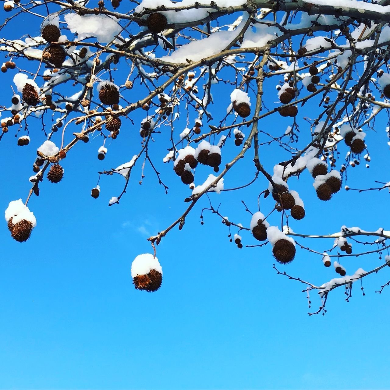 LOW ANGLE VIEW OF APPLE TREE AGAINST BLUE SKY