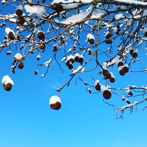 Low angle view of berries on tree against blue sky