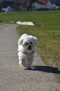 Portrait of white dog running on grass