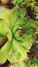 Close-up of fresh green plant