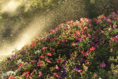 Pink flowering plants in garden