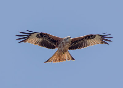 Low angle view of eagle flying against clear blue sky