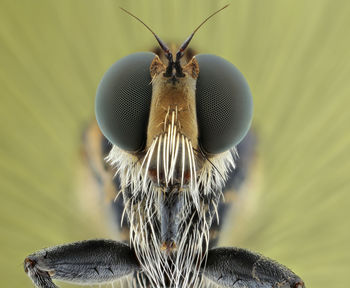 Close-up of insect on flower