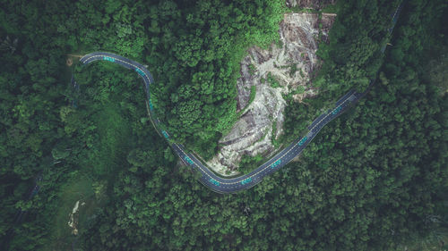 Road in green forest from top view, have bicycle way and rather curve shape