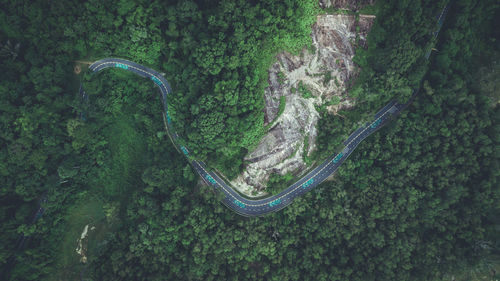 High angle view of road amidst trees in forest