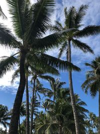 Low angle view of palm trees against sky