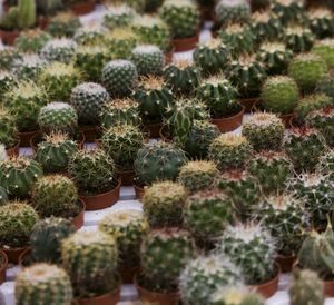 Full frame shot of succulent plants