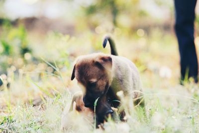 Puppies on grassy field