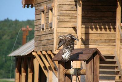 Eagle flying against house on sunny day